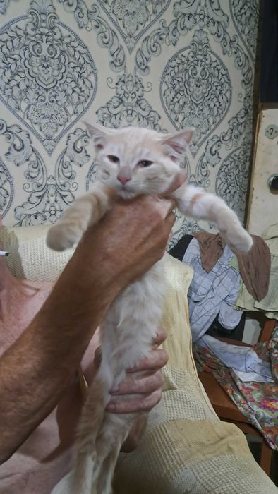 Отдадим в хорошие руки животных