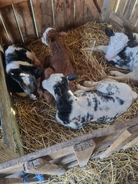 Vand 4 vitei belgieni si 3 baltati