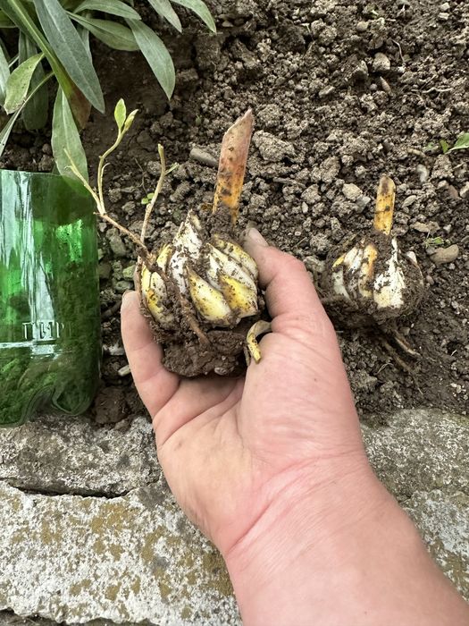 Градинско цвете бял Лилиум - бял Крем Lilium candidum