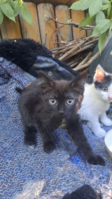 Котята, две девочки, от мамы мышеловки.