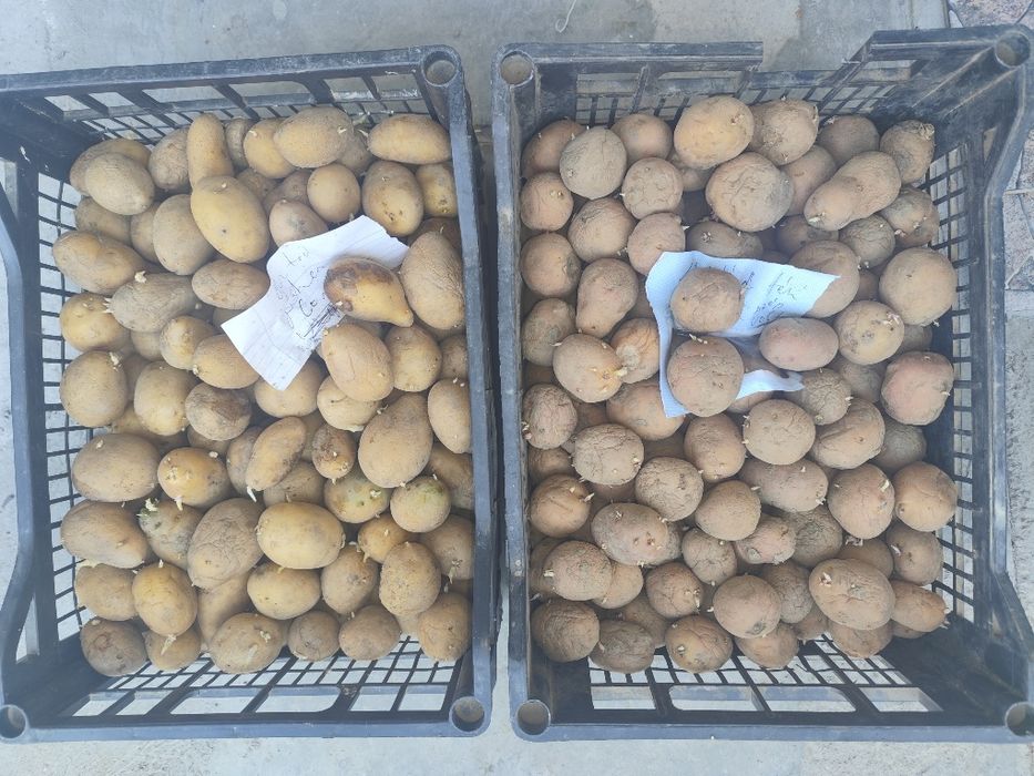 Cartofi de sămânță