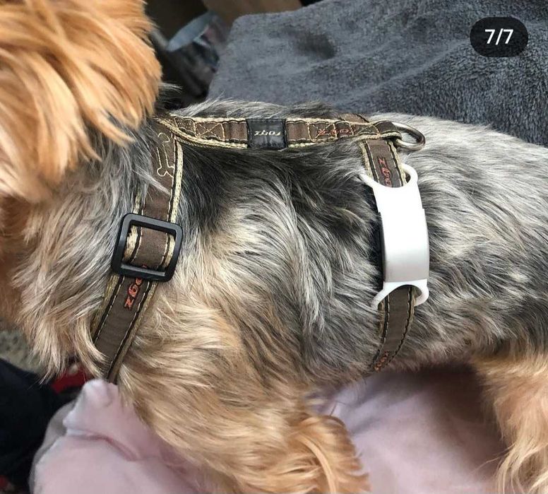 Бижу за вашия космат приятел