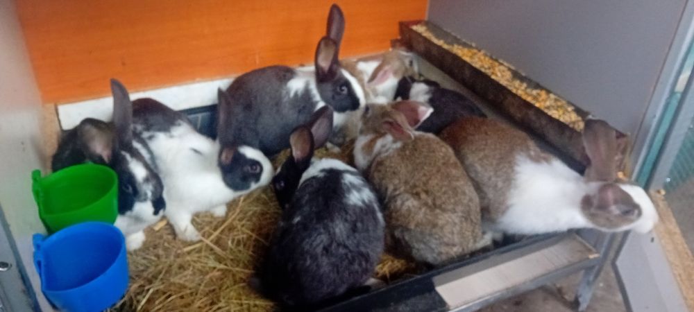 Iepurițe hicole cu pui de vânzare