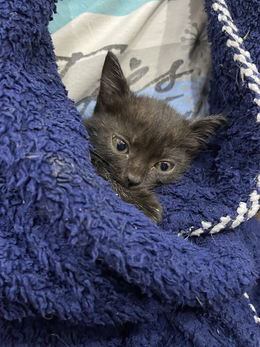 Отдам котенка , девочка! 1,5 месяца , черная