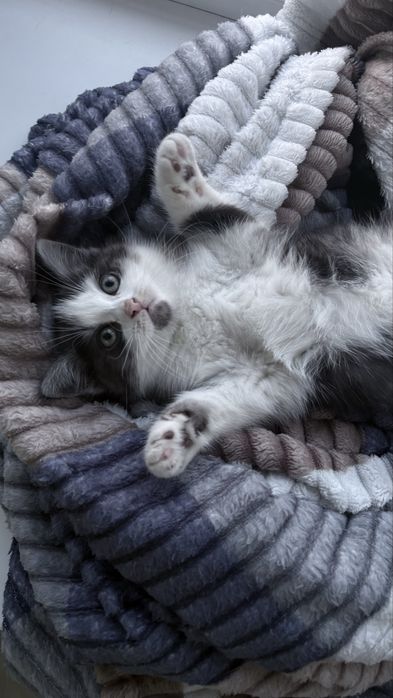 Котенки мальенкие