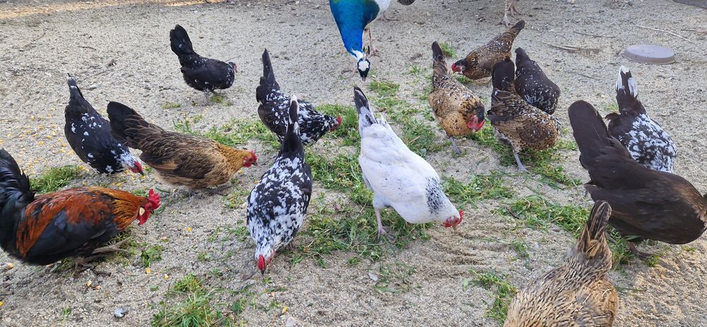 Gainuse pitice tineret 2025