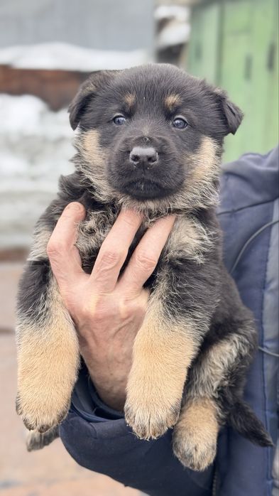 Щенки овчарки ВЕО