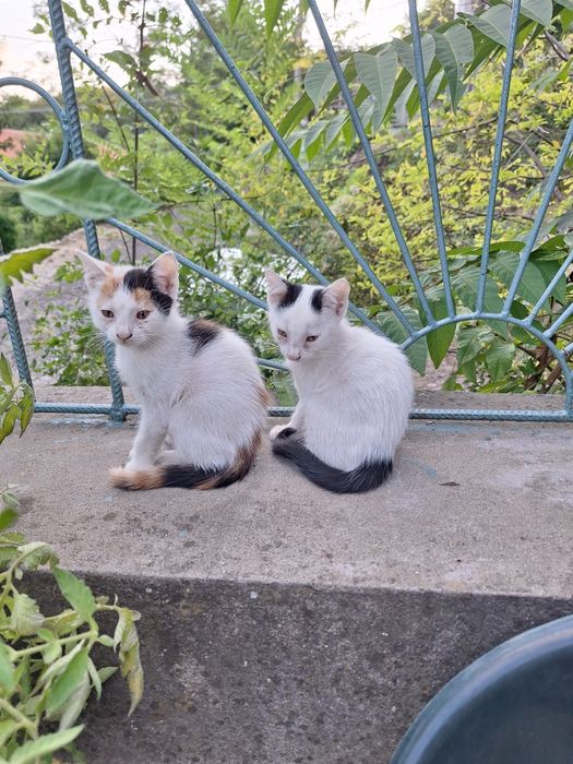 Подарявам малки котенца