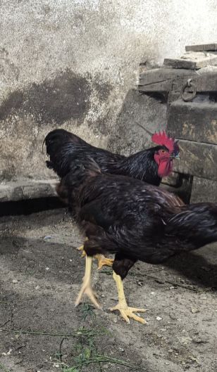 Cocosi rase mari brahma, rhode island, wiandotte , cochinchina