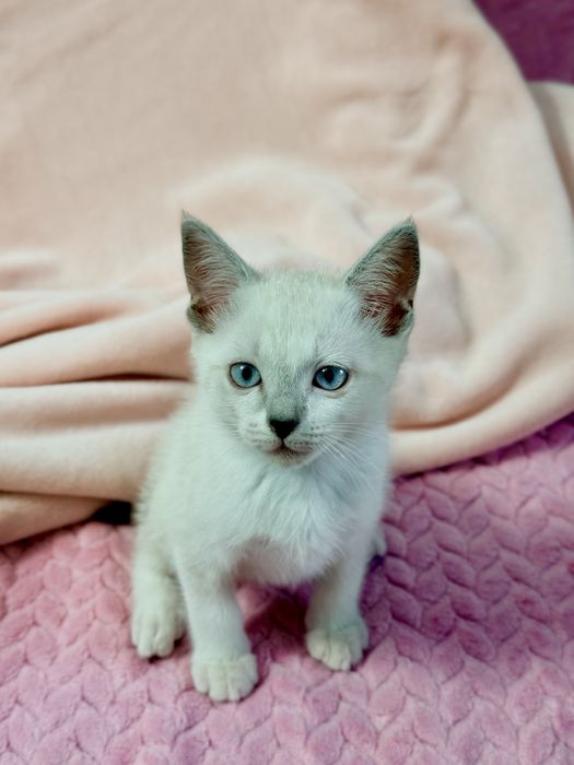 котята 3 месяца