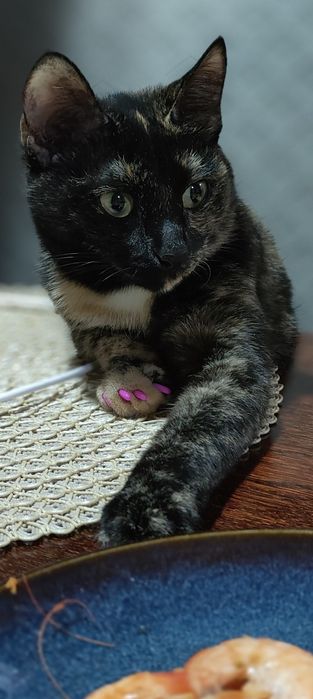 Отдам в добрые руки,умнейшую кошку