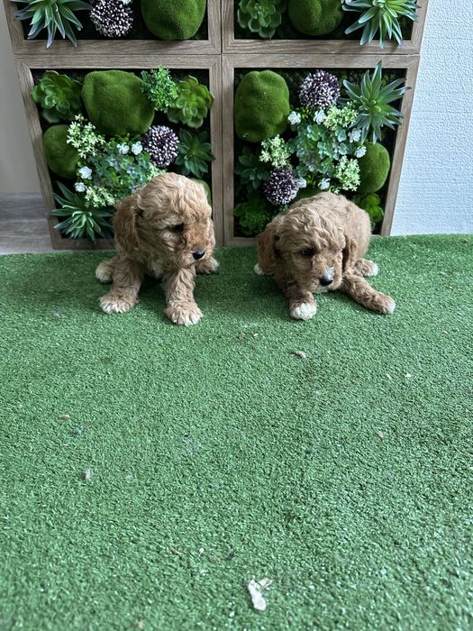 Пудел - Той.