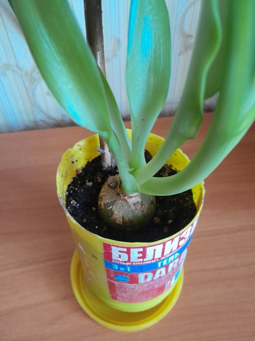 Индийский лук продам