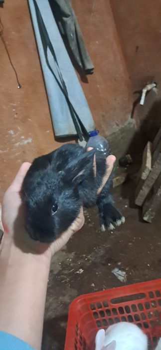 Quyon bolalari toza falndr