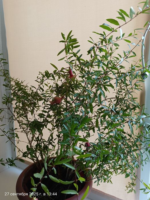 Продам комнатный гранат