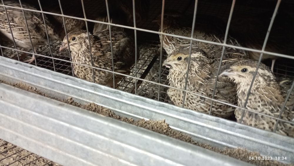 Bedana sotiladi 25000 mindan bowlanadi tuxumga endi kiradi