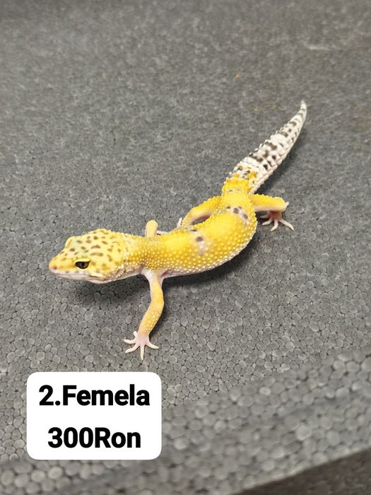 Soparla Gecko Leopard