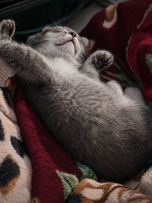 Продаются котята