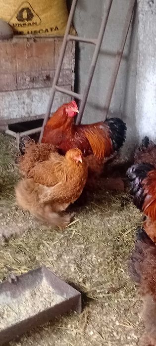 Cocosi Brahma 7 luni