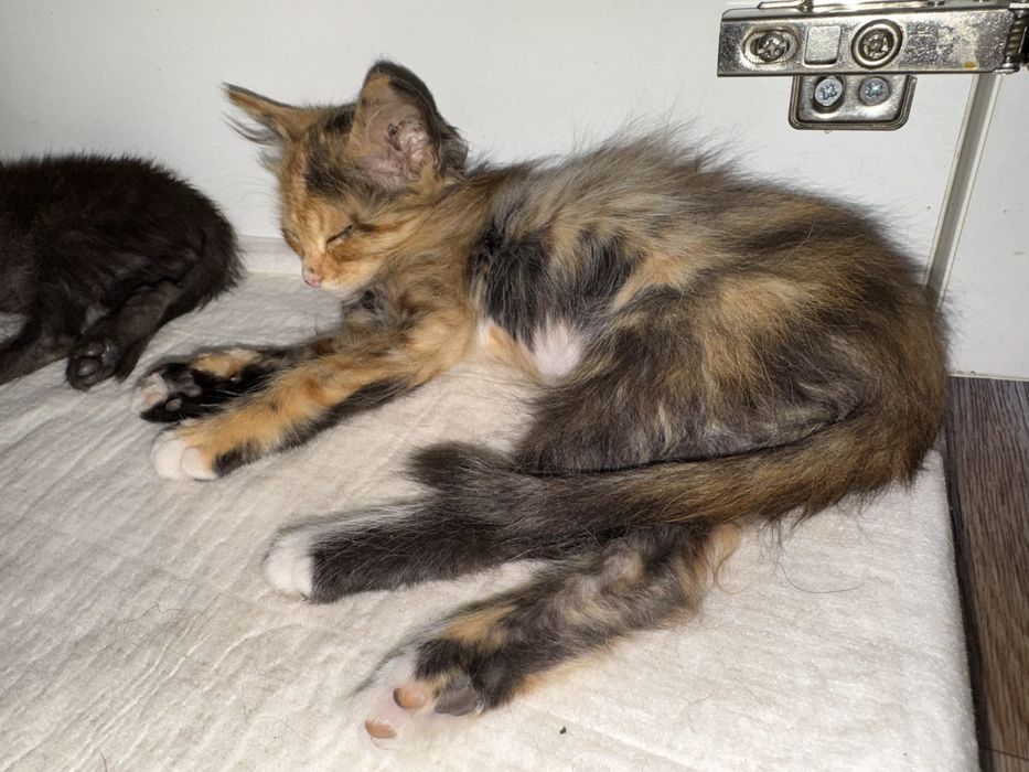 Котята срочно ищут дом