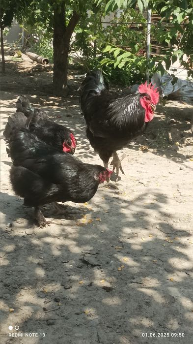 Zotdor tovuq xorozla