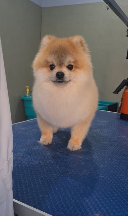 Frizerie canina,felina,cabinet veterinar Petroșani