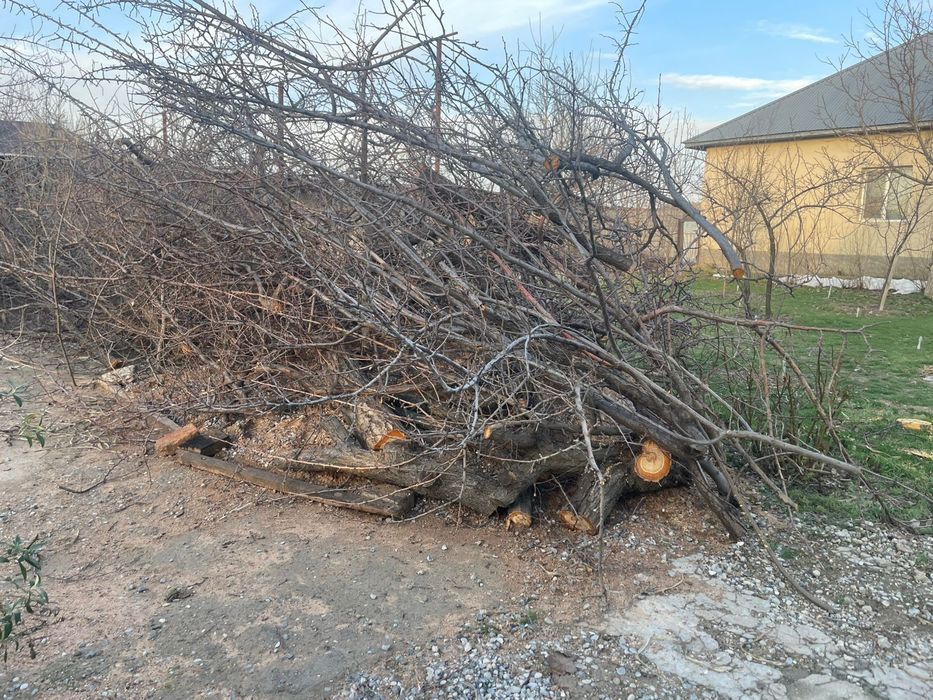 Бесплатно дрова самовывоз