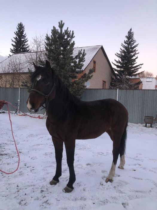 Продам айгыр( жеребец)