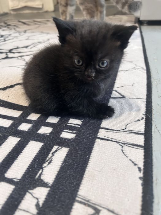 Отдам британских котят