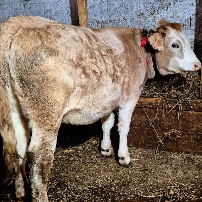 Schimb junica cu vițel sau vaca de abator