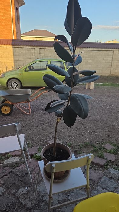 Растение Фикус за 5000