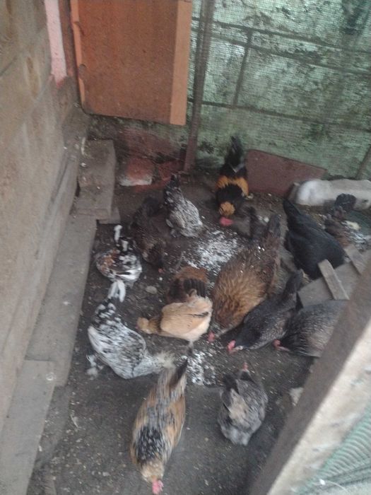 Vând ouă pentru incubat găini pitice