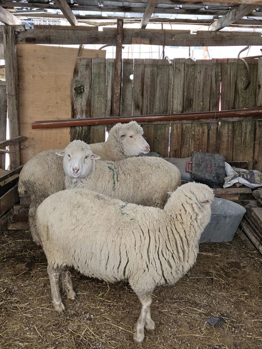 Қой бараны овцы сатам 3 бас  бар