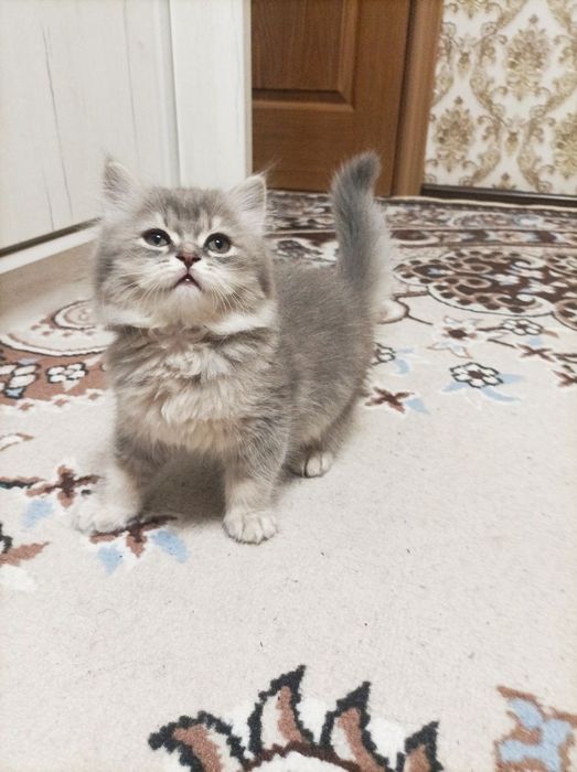 Котята.  Мама британская. Папа шиншила