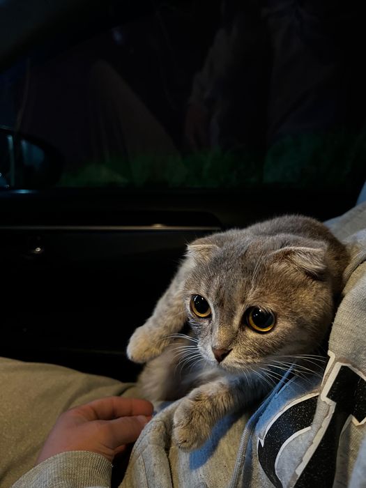 шотландский мысык сатылады