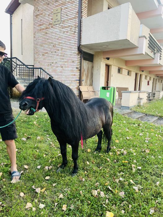 Ponei De vanzare sau pentru monta