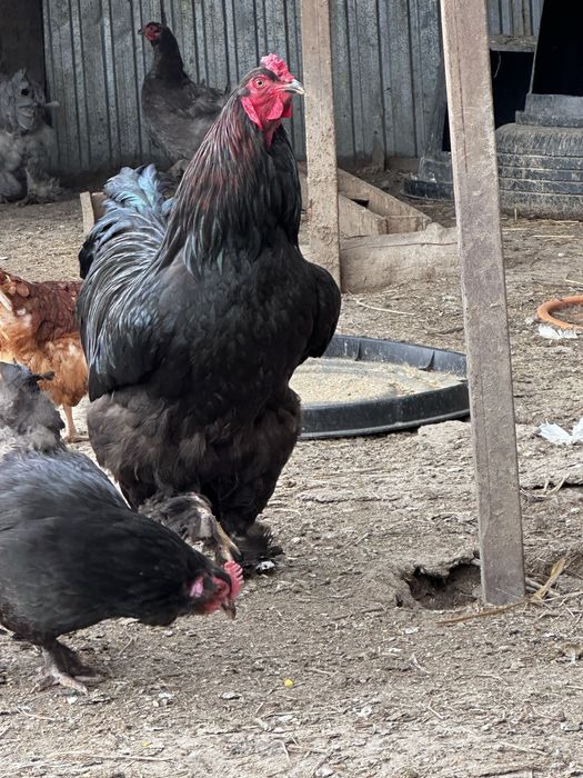 Петухи брама молодые