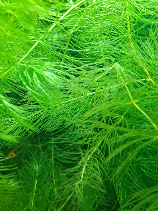 Pesti exotici acvariu aclimatizati