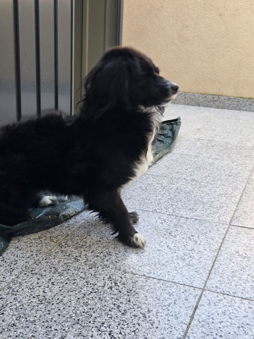 Donez  cațelușă numele ei este aura