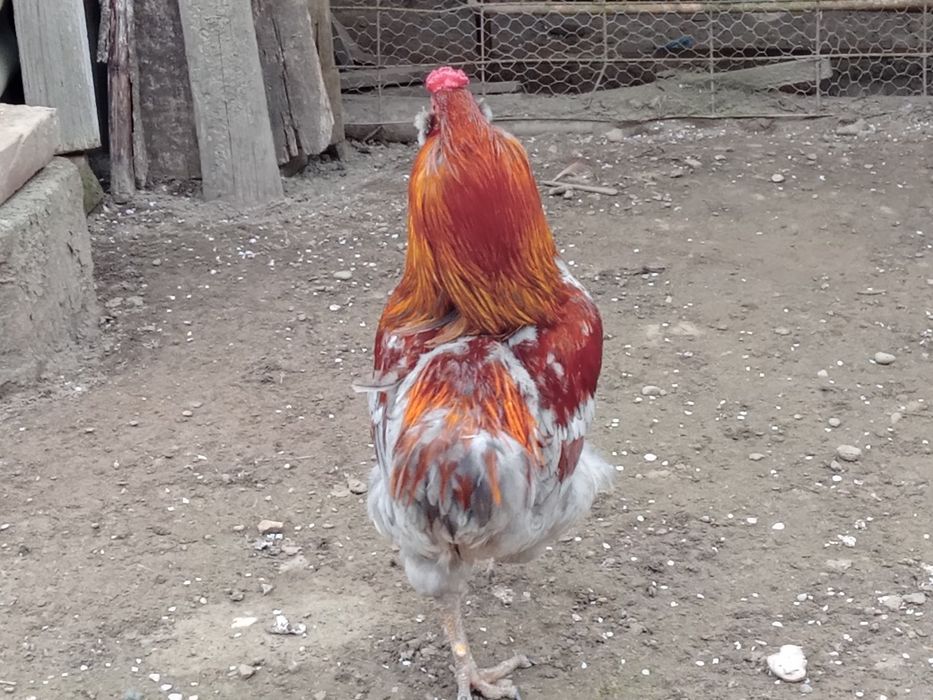 Ouă ptr incubat ,de găini araucana..