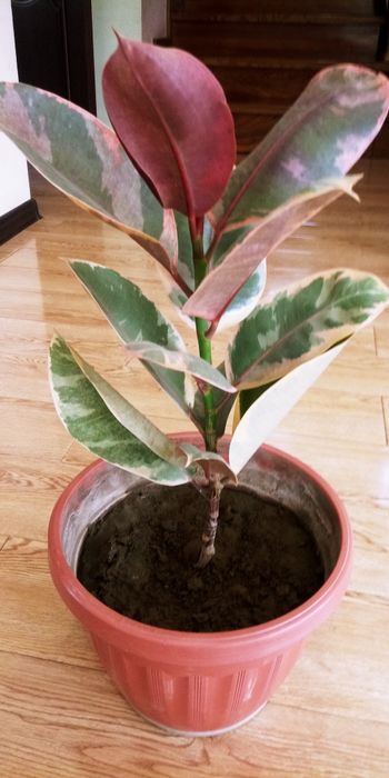 Фикус крупнолистный мраморный