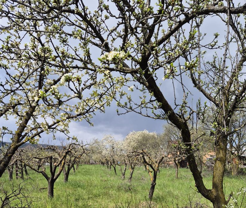 Vand teren constructii+livada in Filioara jud NT 13Eur/mp