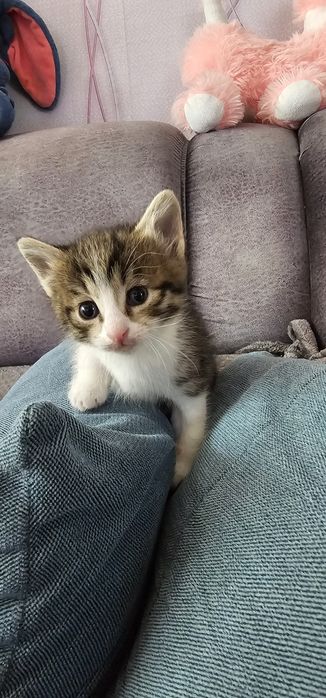 Бесплатно котята