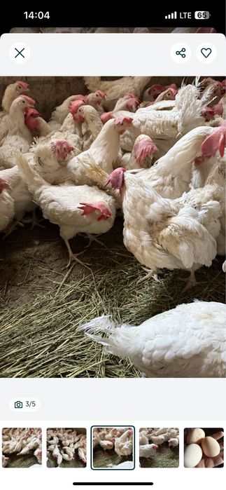 Продам курей белых