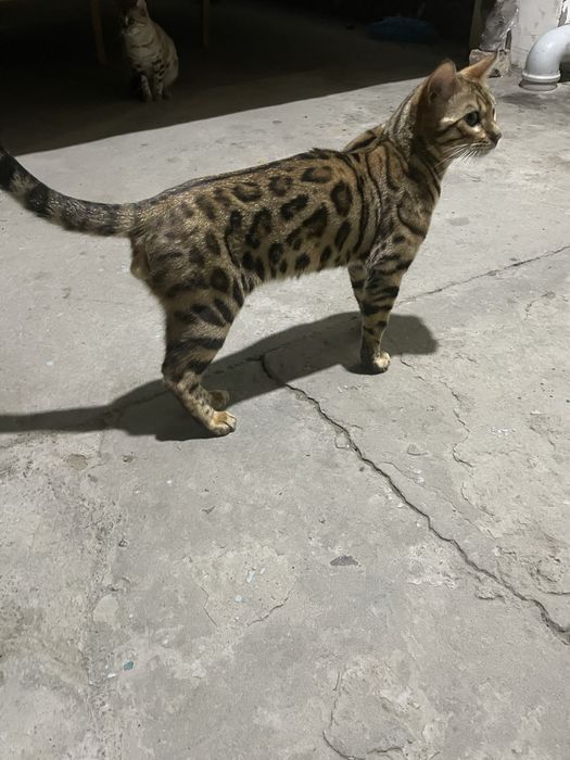 Bengalskiy bengalski