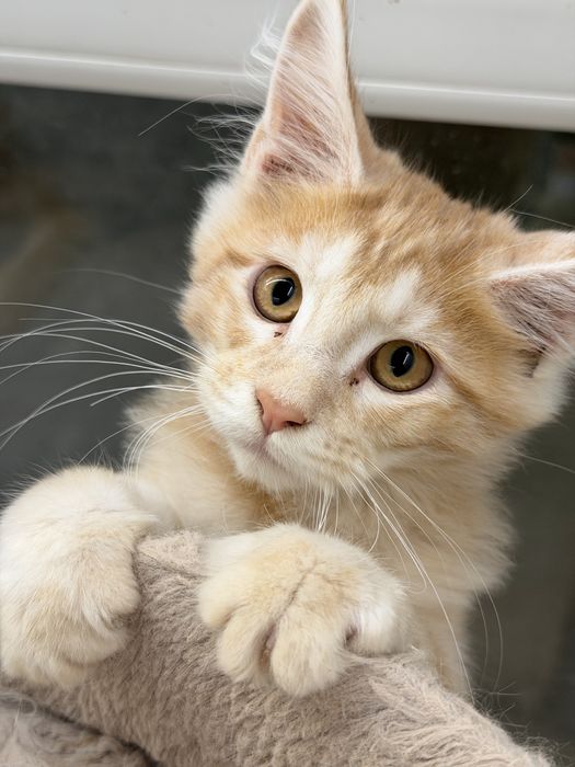 Мейн-кун котята - мальчик и девочка, в продаже