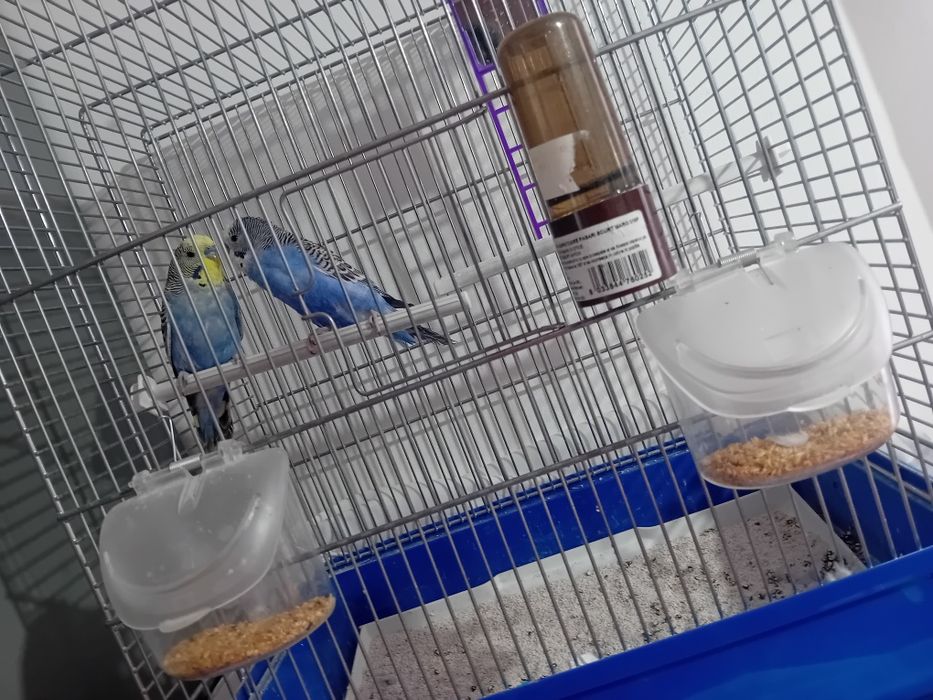 Pereche Perusi  de vânzare