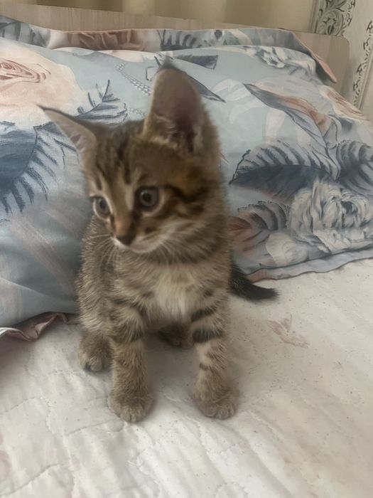 Котята  2  месец