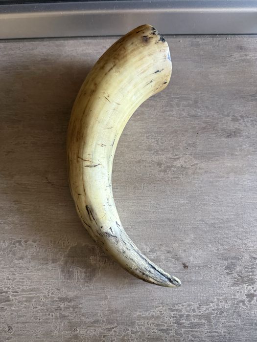 Corn bovina , autentic