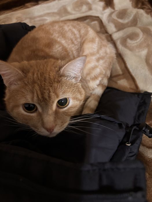 Кот по кличке Рыжик